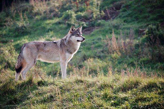skandi wolf