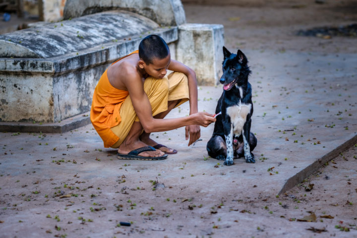 The Grooming - Monk cleaning a dog with a toothbrush, Siem Reap, Cambodia, 2018