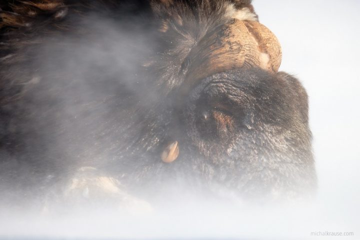 Musk Ox, Norway (Fujifilm X-T2 + XF100-400mmF4.5-5.6 R LM OIS WR at 400 mm, f/7.1, 1/400 s, ISO 200)