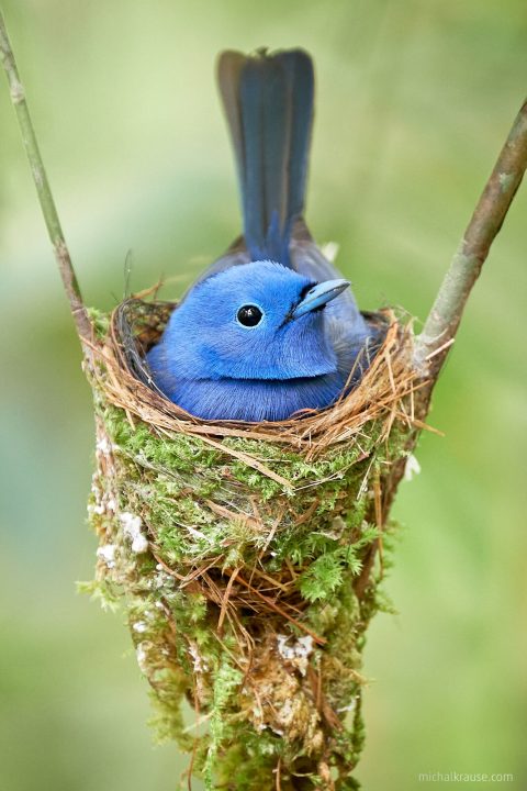 Black-naped Monarch, Sri Lanka (Fujifilm X-T2 + XF100-400mmF4.5-5.6 R LM OIS WR + 1.4x at 560 mm, f/8, 1/10 s, ISO 5000)