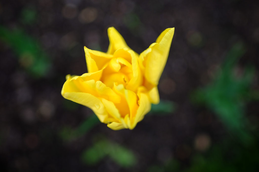 Fujifilm XF 16mm f 1.4 WR Lens Review and Images - Fuji Rumors